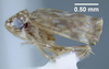 Habitus, lateral view: !! display not done !! on Xestocephalus superbus (Provancher, 1890): (Observation).