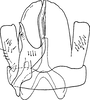 Subgenital plate, ventral view on Alishania formosana (Matsumura, 1914): Subgenital plate. (Observation).