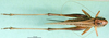 CollectionObject 1564693; ae8af461-4e78-4876-ab10-1ac56597187a: female, dorsal view (syntype). (CollectionObject).