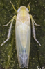 Habitus, dorsal view on Edwardsiana ampliata (Wagner, 1947): Habitus (female). (Observation).
