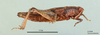 Wiltshirella fusiformis Popov, 1951: female, lateral view (holotype). (Otu).