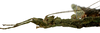 CollectionObject 1564238; 3d1b6f02-877b-4181-93f4-f2b795a34d72: copyright ISNB, Brussels. female: head and thorax, lateral view (holotype). (CollectionObject).
