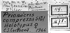 CollectionObject 1532753; 233aaa2a-57e8-4da6-9f0f-6c34c6adac59: Image Carbonell, C.S. labels (holotype). (CollectionObject).