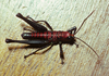 Exerythracris volcanica Rowell, 1995: male (Costa Rica). (Otu).