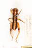 CollectionObject 1531191; 01001694-611d-4deb-805b-7934f9626fc8: male, dorsal view (holotype). (CollectionObject).