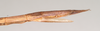 CollectionObject 1558845; NHMUK(SF IMPORT DUPLICATE) 845064, cd03d598-1739-4d2f-83fa-f6208436612e: copyright Natural History Museum, London. female: end of abdomen, lateral view (holotype). (CollectionObject).