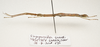 CollectionObject 1595861; e00d5456-5ced-4da0-b934-4b1744fcff0f: copyright LKCNH Singapore. female, lateral view (holotype). (CollectionObject).