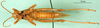 CollectionObject 1500264; d6d1cc3c-afba-4595-8d60-b1a11ac1a992, MfN 7121: male, ventral view (paralectotype). (CollectionObject).