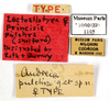 CollectionObject 1552860; MNHN(SF IMPORT DUPLICATE) MNHN-EP-EP1105, 66f0ee57-a968-4dca-89e3-5d7ae1985635: CC BY-NC-ND 4.0/MNHN - Depraetere Marion - 2014. Paratype, female, of pulchra Shelford, 1910. Specimen number: MNHN-EP-EP1105. http://coldb.mnhn.fr/catalognumber/mnhn/ep/ep1105. (CollectionObject).