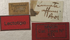 Lanista affinis Bolívar, 1906: male label (lectotype). (Otu).