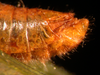 CollectionObject 1537804; c86f154b-a5a0-497a-af16-e74883ec53d4: male abdominal apex (paratype). (CollectionObject).