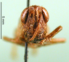 CollectionObject 1570402; 5ace6ed2-b644-4481-a2a1-3fd996af8f03: female, frontal view (paratype of P. stenopterum). (CollectionObject).