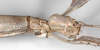 CollectionObject 1563484; 1c50b8bd-9354-47c4-b200-7ba4bb66c162: copyright Natural History Museum, London. female: head, lateral view (holotype). (CollectionObject).