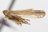 Habitus, lateral view: !! display not done !! on Stenocranus (Codex) lautus Van Duzee, 1897: (Observation).
