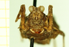 CollectionObject 1597042; 596840cf-4002-4dba-8b8f-a0ae12abaac4: female, frontal view. (CollectionObject).