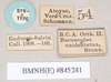 CollectionObject 1559029; NHMUK(SF IMPORT DUPLICATE) 845241, 63dfcb8c-4e19-47bc-8ab8-ca51a713b86e: copyright Natural History Museum, London. female juv., data labels (syntype). (CollectionObject).