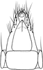 Nymph on Paralimnus (Paralimnus) zachvatkini Emeljanov, 1964 now Paralimnus (Paralimnus) lugens (Horváth, 1897): (Observation).