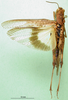 CollectionObject 1570322; 77720be7-e33c-4bb1-826b-e6cc34a1901a: female, dorsal view (paratype of forma aurantiaca). (CollectionObject).