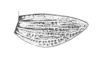 Orotettix andeanus (Bruner, 1913): Fig. 27. female tegmen. (Otu).