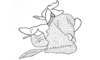 Leptalacris fastigiata Descamps & Rowell, 1978: Fig. 6. phallic complex, lateral view. (Otu).