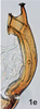 Aedeagus, lateral view on Bretega linnavuorii Stiller, 2017: Aedeagus, lateral view. (Observation).