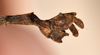 CollectionObject 1561450; ac9e5101-162e-42de-9203-aab5b6fa1168: copyright OUMNH. male: end of abdomen, lateral view (holotype). (CollectionObject).