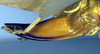 CollectionObject 1501721; f426b469-444e-45ae-85ee-0f30e721ee70: ovipositor (syntype). (CollectionObject).