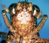 CollectionObject 1592429; 2d86392f-ef39-4c33-8828-f42ec3f29c6f: female frons (allotype). (CollectionObject).