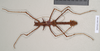 CollectionObject 1563955; NHMUK(SF IMPORT DUPLICATE) 845340, 43648258-ae23-4f70-a67c-0b82e003100b: copyright Natural History Museum, London. male (holotype). (CollectionObject).