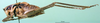 CollectionObject 1502599; 43ad56ea-a6f4-42fe-b1d0-da5b53e27b25: male, lateral view (paratype). (CollectionObject).