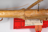 CollectionObject 1563527; 2846a930-93b0-4f85-90ad-10e5e80bb43b: copyright ZMHB, Berlin. female: mid thorax, lateral view (holotype). (CollectionObject).