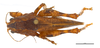 CollectionObject 2211898; 614e14a8-1cb0-4b34-b0cc-b0a7cb092592: Female, dorsal habitus. (CollectionObject).