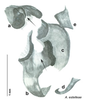 CollectionObject 1567096; 2abdf7eb-1ce8-4983-b0c4-5208a0522e47: Original drawing by Heidi Hopkins © Heidi Hopkins. Holotype, adult male, genitalia, ventral view. (CollectionObject).