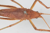 CollectionObject 1506604; e0526675-9fdd-412b-9306-9e352c5c2876: male, dorsal view (syntype). (CollectionObject).
