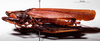 CollectionObject 1516494; NNM 3224738, cda4604d-81c0-4f1b-be02-ca2799281151: male habitus lateral view. (CollectionObject).