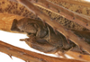 CollectionObject 1539575; d056269b-f56c-4b65-9fc1-d1fef7365223: male cerci (syntype). (CollectionObject).