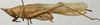 CollectionObject 1535038; 52052e5a-2fc6-48f8-829e-a9d8ab7a1da0: male, lateral view (holotype). (CollectionObject).
