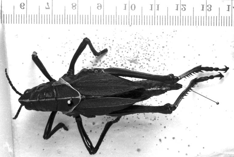 Image Carbonell, C.S female, dorsal view (possibly type of Romalea marci). Depicts CollectionObject 1542645; 0357beec-6277-44dc-bd2b-7dc9879d9bf7, a CollectionObject.