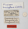 CollectionObject 1528789; c1636cfb-6553-4719-8e12-8c764a0f6511: female, labels (holotype). (CollectionObject).