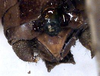 CollectionObject 1516734; 01480b1a-d801-464c-9d96-997db6f35717: male nymph cerci (holotype). (CollectionObject).