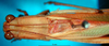 CollectionObject 1502107; 9580a7b3-c701-4c31-863c-71ebd115f384: female head and pronotum, dorsal view (syntype). (CollectionObject).