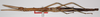 CollectionObject 1563877; 90a92825-0f66-4b12-b425-b8c783985434: copyright F. Hennemann. female, dorsal view (paratype). (CollectionObject).;CollectionObject 1563878; 25f6e27f-f4b1-4b31-b1b1-b4b944e61b1d: copyright F. Hennemann. female, dorsal view (paratype). (CollectionObject).