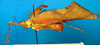 CollectionObject 1500618; c4a4a589-326c-4011-aff6-0709807a7fe2: female, lateral view (holotype). (CollectionObject).