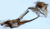 Aedeagus, lateral view: !! display not done !! on Scaphytopius nigricollis (Ball, 1916): Ohio State U. (Observation).