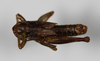 CollectionObject 1478281; 039c3f3c-4567-4274-843a-459d894e8656: male, dorsal view (holotype). (CollectionObject).