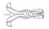 Dichroplus fuscus (Thunberg, 1815): Fig. 12. endophallus, dorsal view. (Otu).
