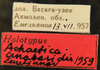 Other on Achaetica anabasidis Emeljanov, 1959: holotype. (Observation).