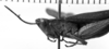CollectionObject 1530220; d86a2d42-eb93-4ad5-a4be-172eafd0325c: Image Carbonell, C.S. male head and pronotum, lateral view (syntype). (CollectionObject).