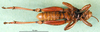 CollectionObject 1501129; 2b61ec1f-926d-43ce-b52f-c6516010e5fa: male, ventral view (holotyoe). (CollectionObject).