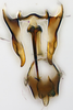 Aedeagus, ventral view: !! display not done !! on Scaphytopius speciosus (Van Duzee, 1923): (Observation).